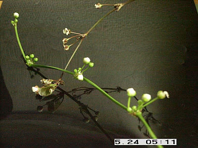 Echinodorus