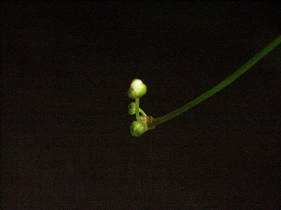 Echinodorus